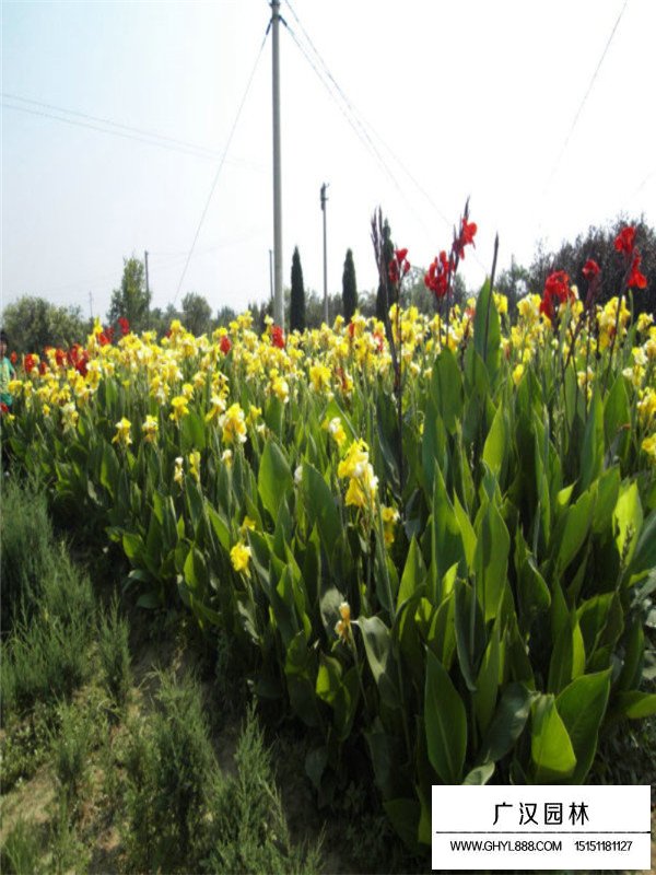 美人蕉的用途(圖3)