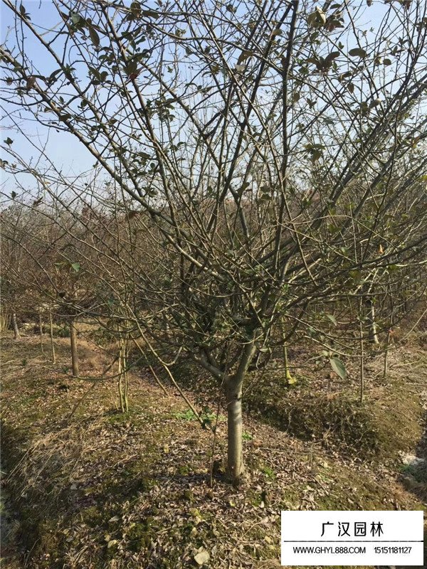 垂絲海棠的生長習(xí)性(圖3)