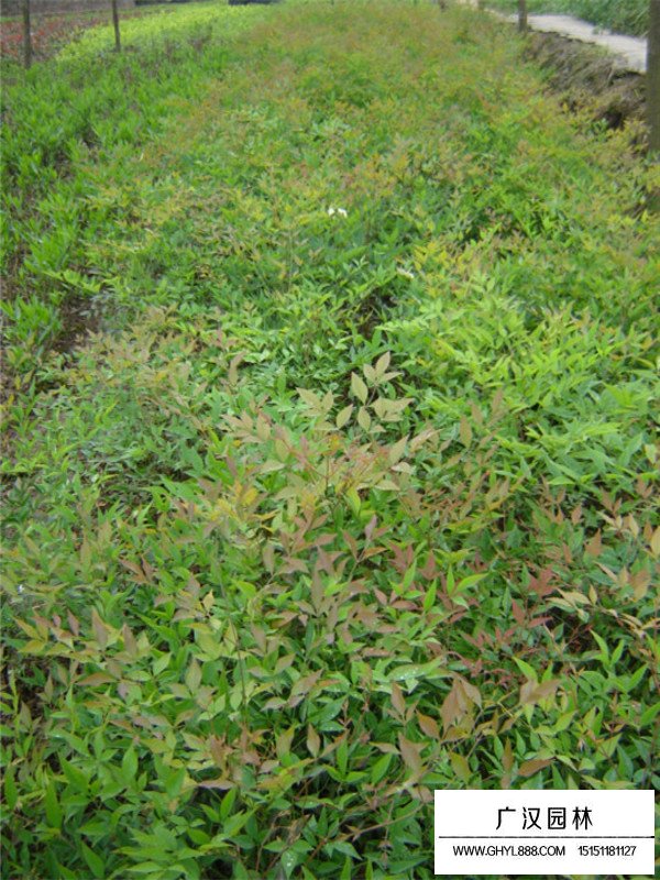 南天竹的藥用價值(圖3)