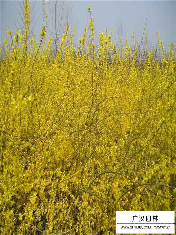 連翹的應用(圖1)