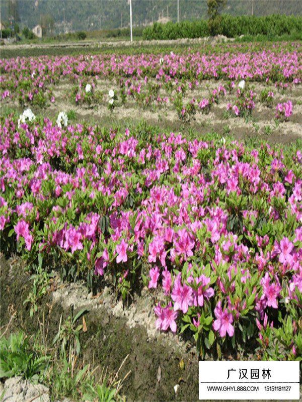 毛鵑喜歡的生存環(huán)境(圖2)