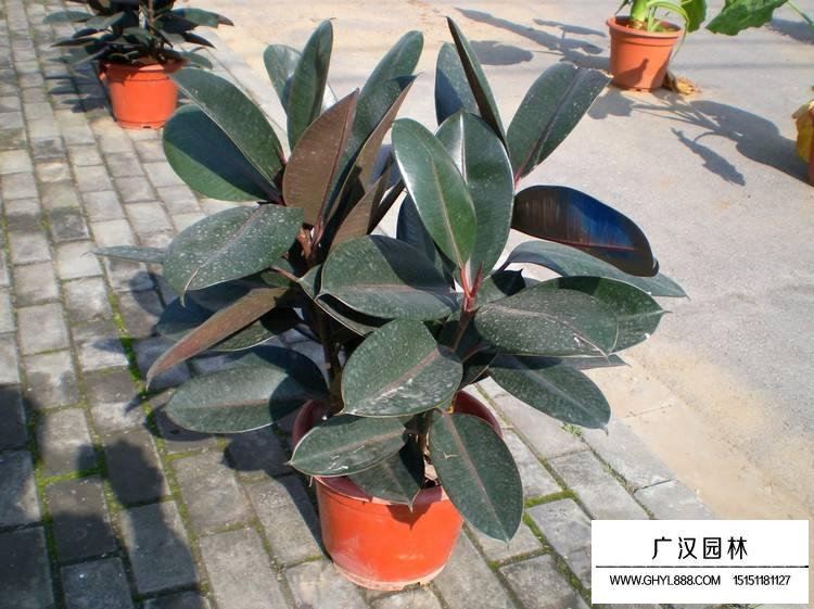 橡皮樹為什么老掉葉子