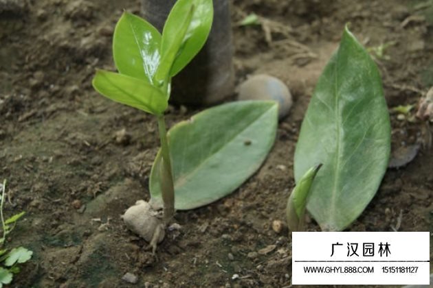 金錢樹怎么扦插？金錢樹的葉插繁殖方法