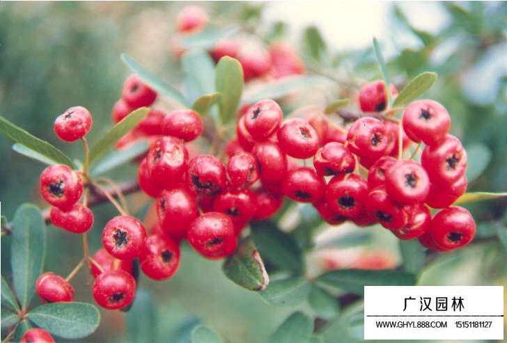 火棘什么時候開花結(jié)果