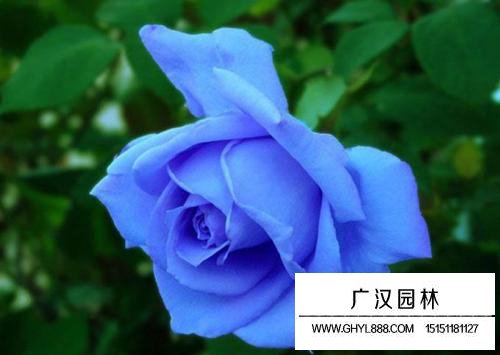 月季花花語,純潔的愛