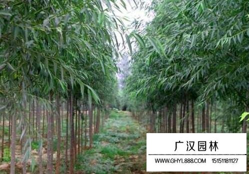 柳樹(shù)葉斑病的防治方法