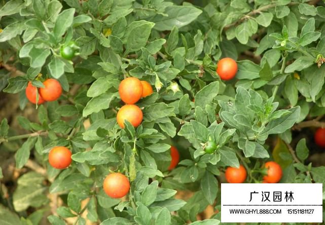 珊瑚櫻有毒嗎，可不可以食用