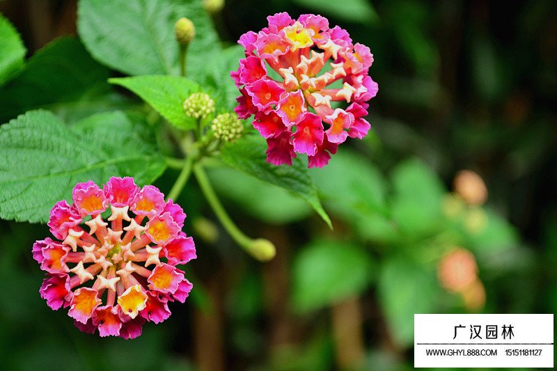 馬櫻丹有毒嗎，適不適合養(yǎng)在室內(nèi)