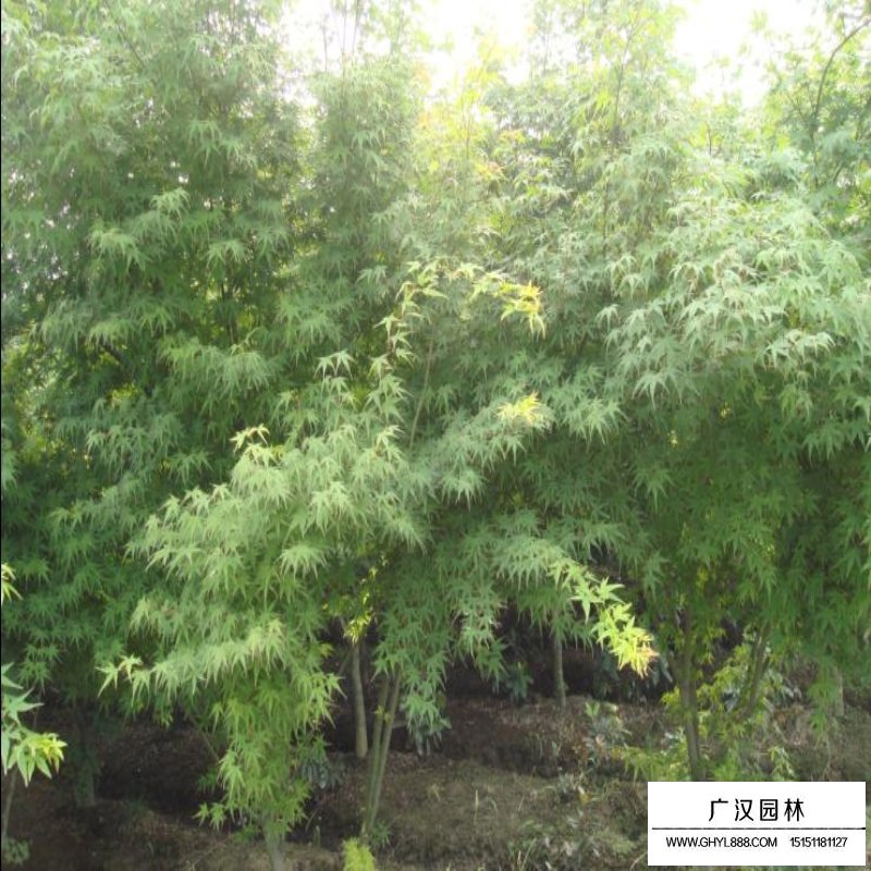 雞爪槭價(jià)格12公分