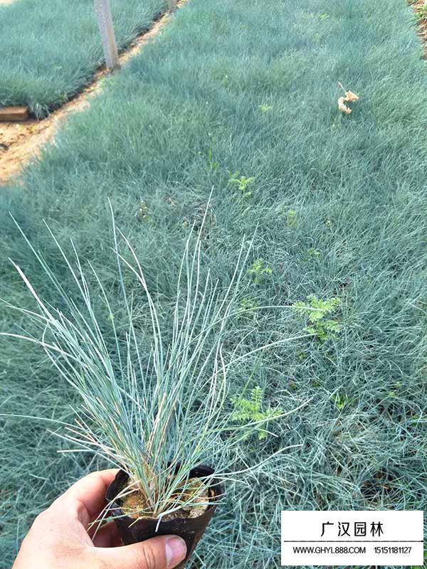 藍羊茅小苗