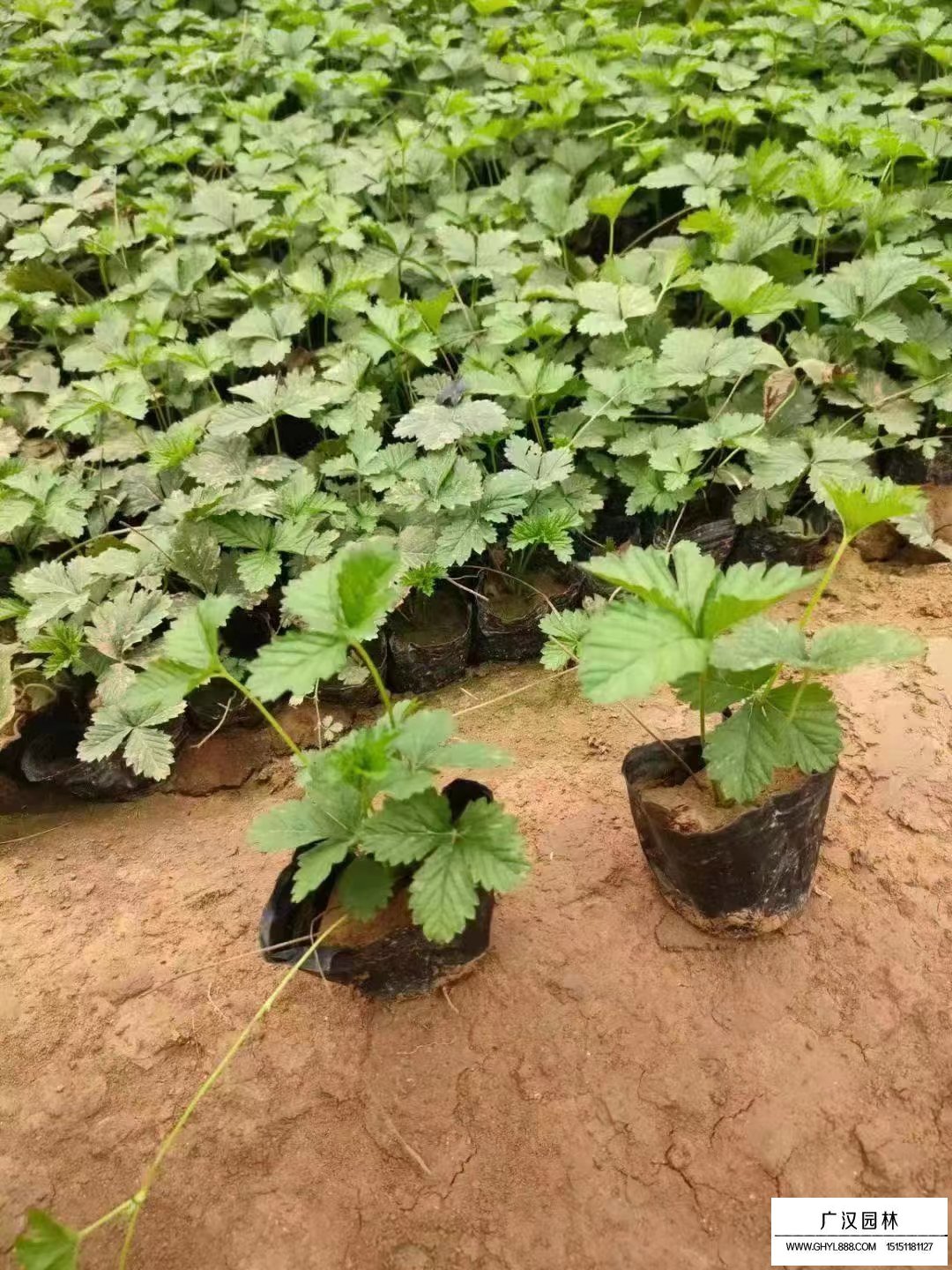 三葉委陵菜小苗