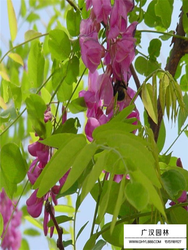 紅花槐