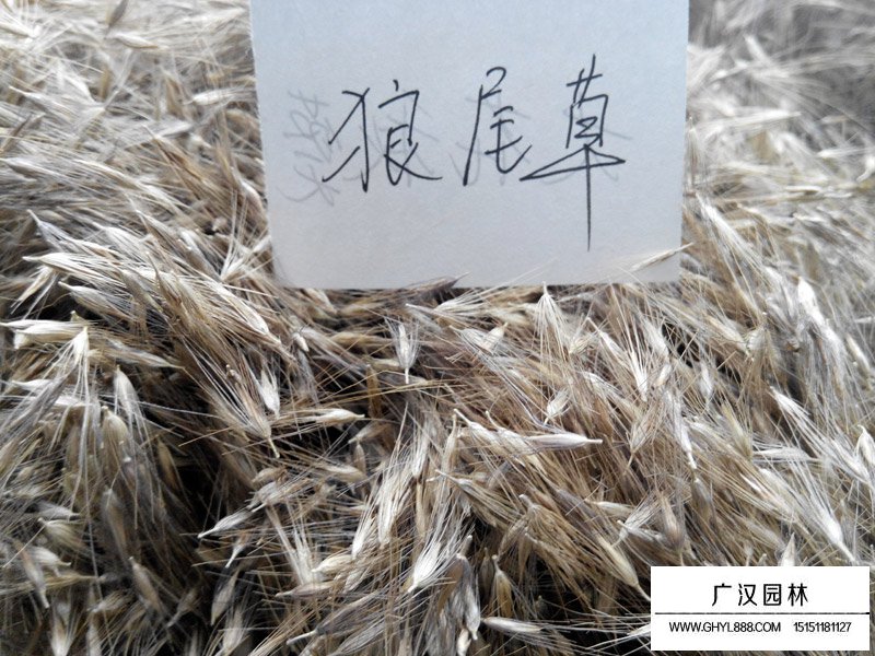 狼尾草種子
