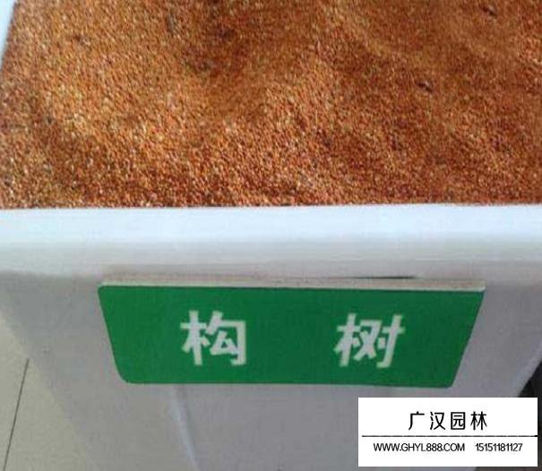 構(gòu)樹(shù)種子