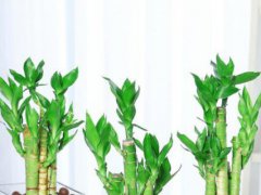 水養(yǎng)竹子苗