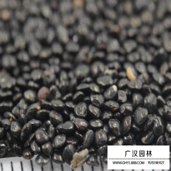 火焰雞冠花種子