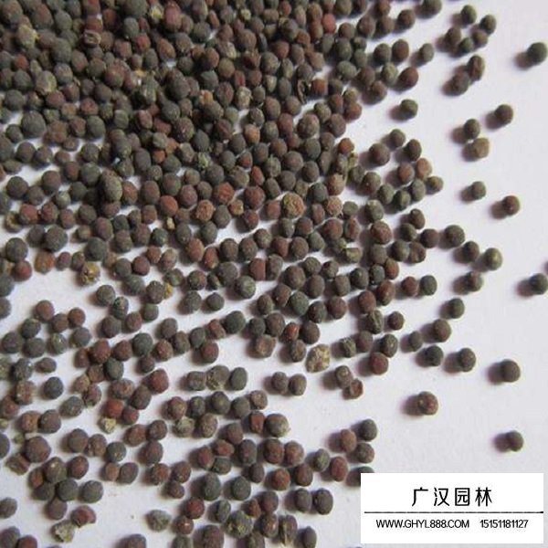 油菜種子