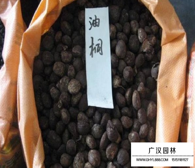 油桐種子