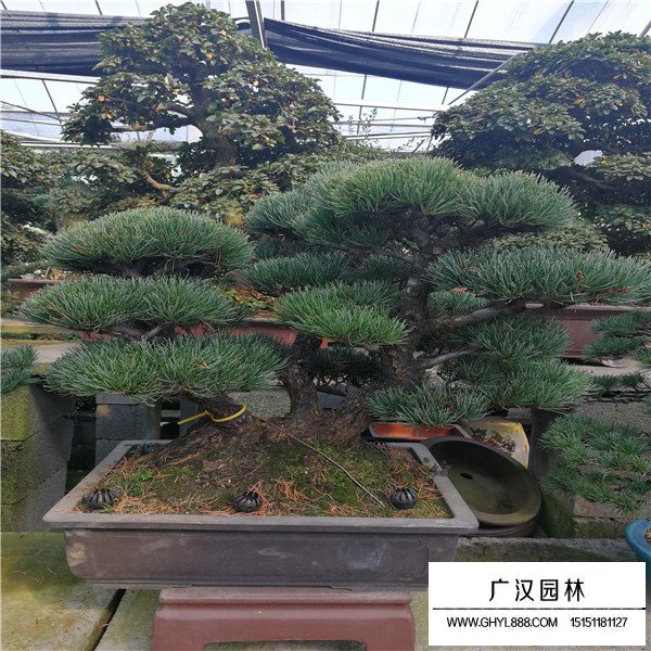 日本宮島大阪松