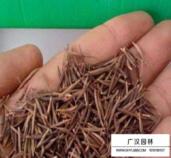 硫華菊矮桿種子