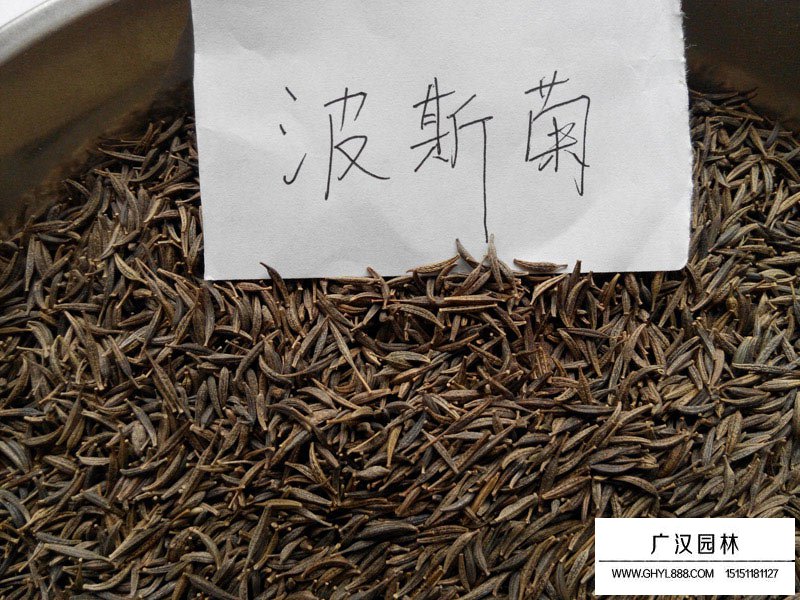 波斯菊矮桿種子