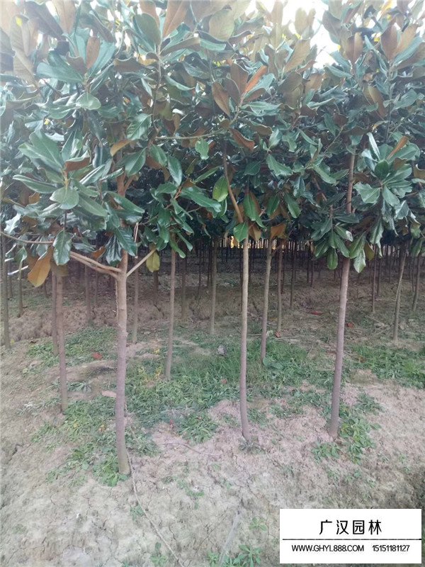 廣玉蘭樹苗