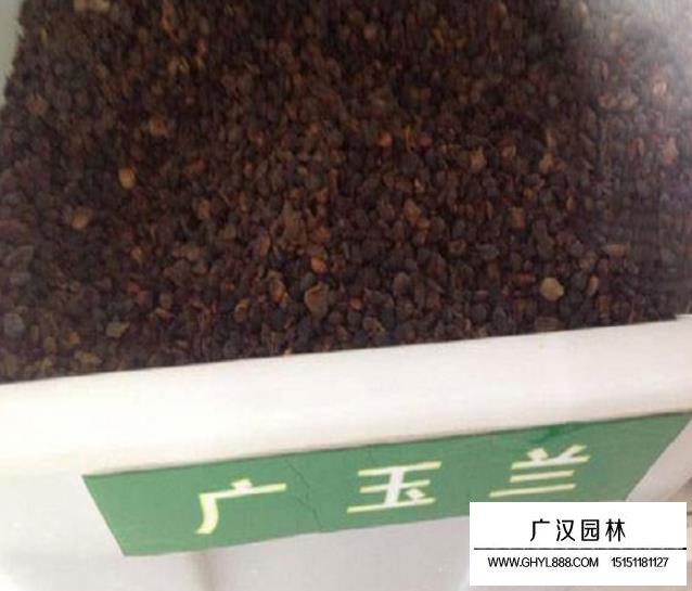 廣玉蘭種子