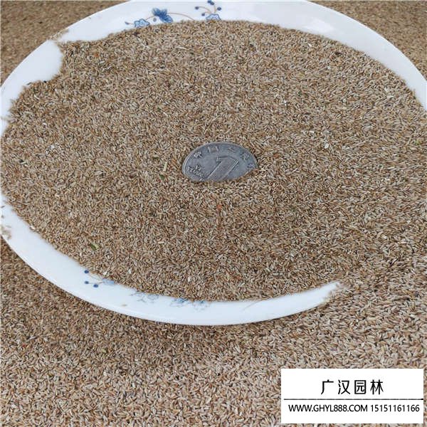 狗牙根帶殼種子