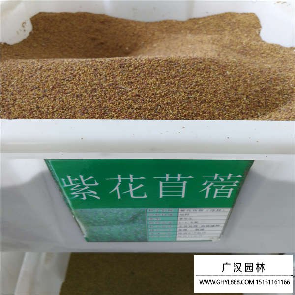 包衣紫花苜蓿種子