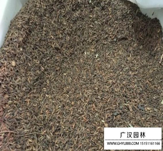 紫穗槐帶殼種子