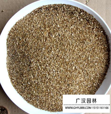 結(jié)縷草種子