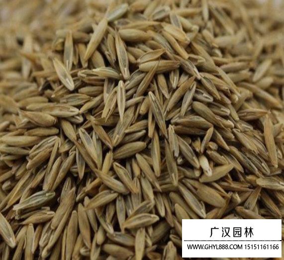 包衣高羊茅種子