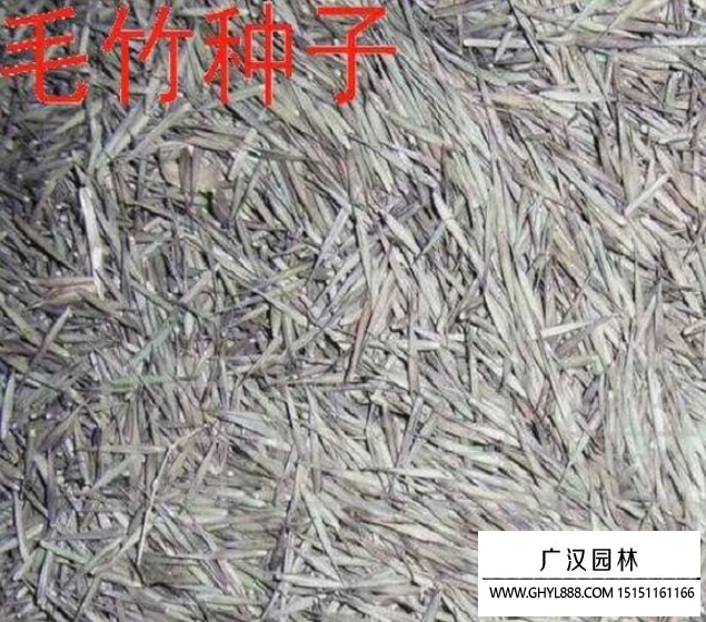 毛竹種子