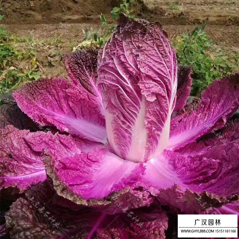 紫白菜種子