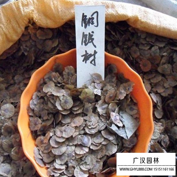 銅錢樹(shù)種子