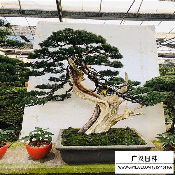 濟(jì)州真柏盆景