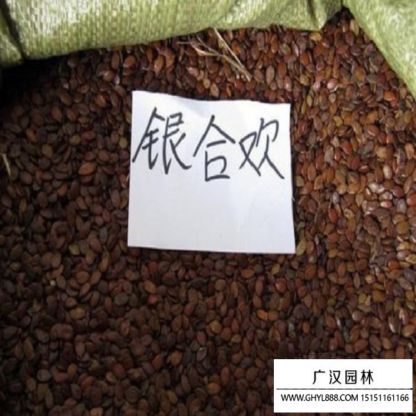 銀合歡種子
