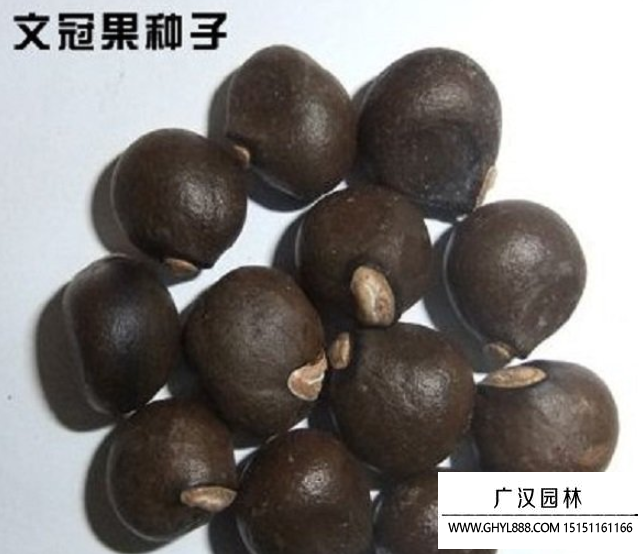 文冠果種子