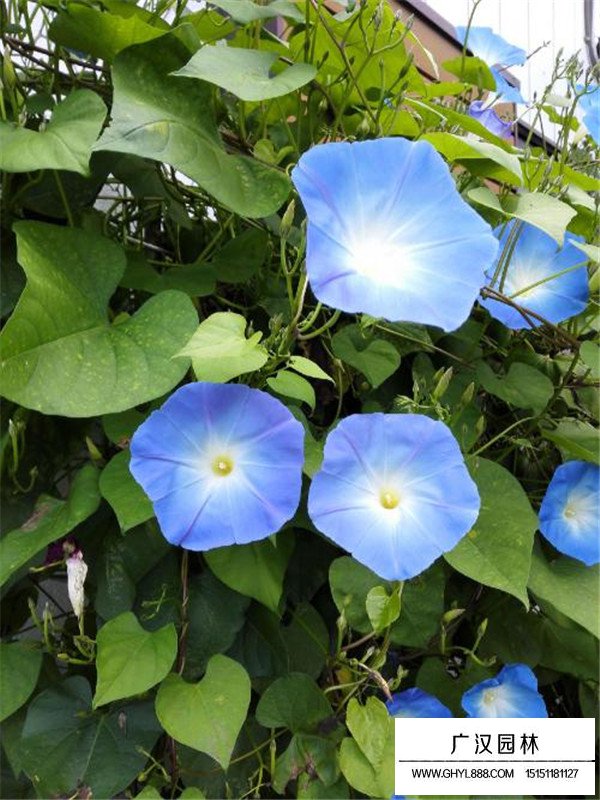 藍牽牛