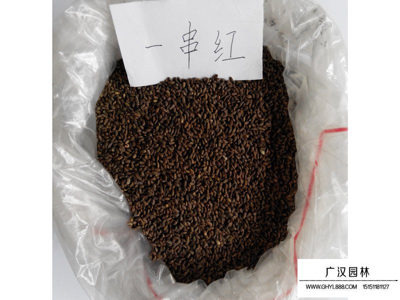 一串紅高桿種子