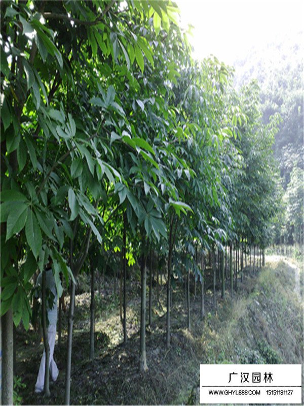 紅花七葉樹(shù)