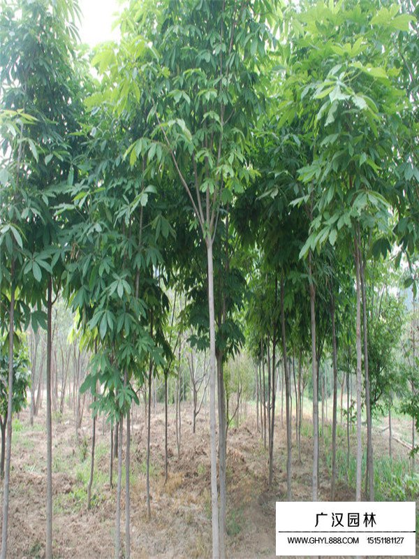 紅花七葉樹(shù)