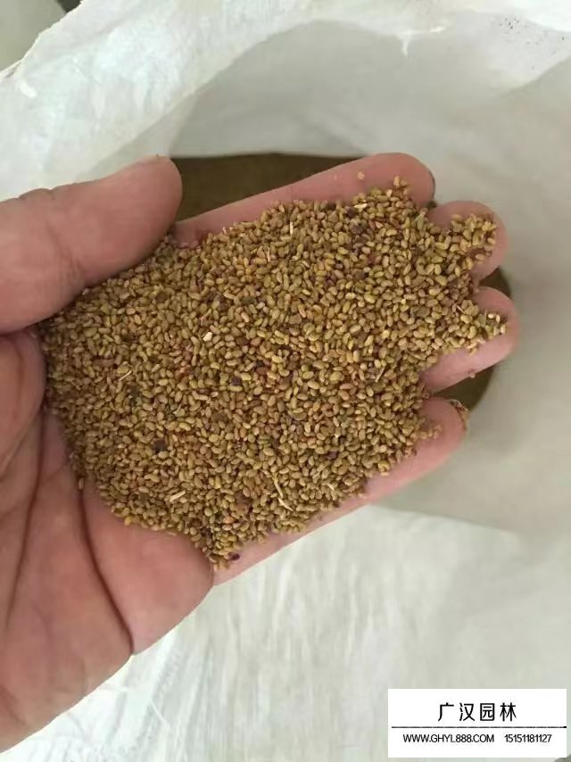 結(jié)縷草種子