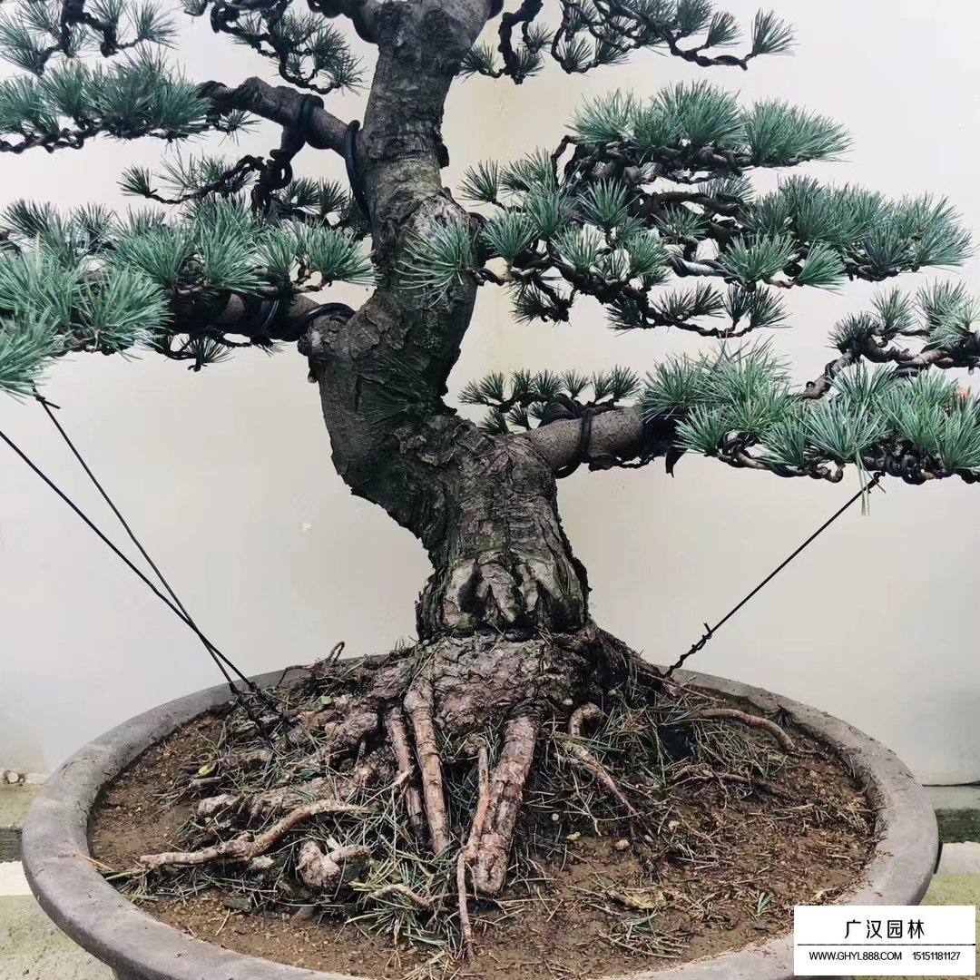 五針松盆景