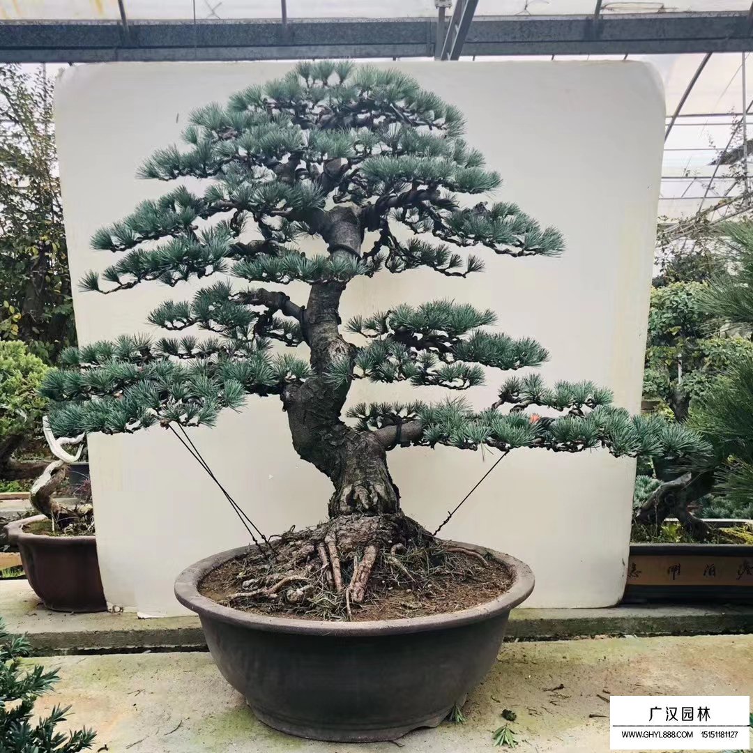 五針松盆景