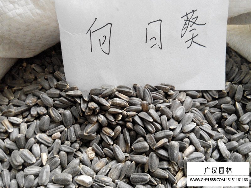 向日葵種子