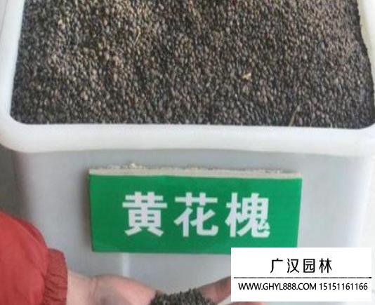 好黃花槐種子