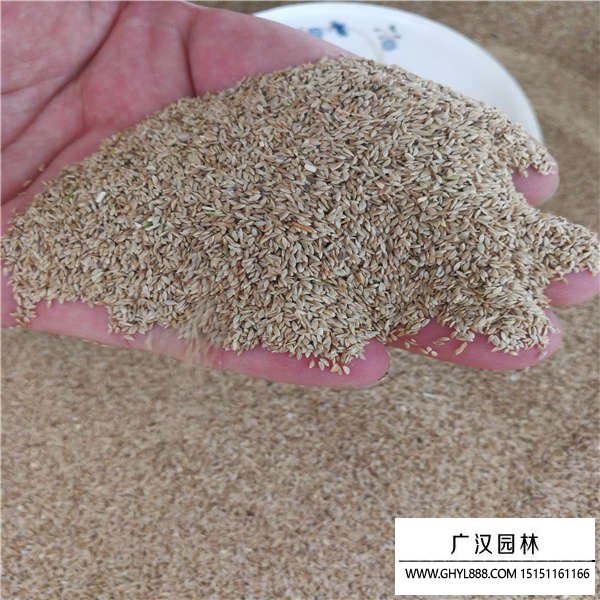 狗牙根帶殼種子