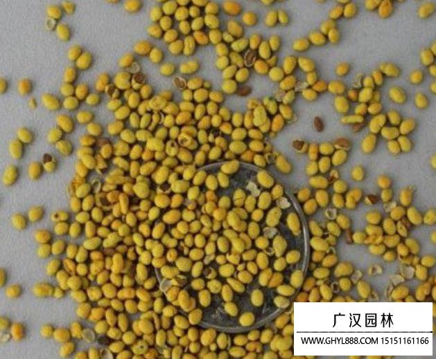 包衣紅三葉種子