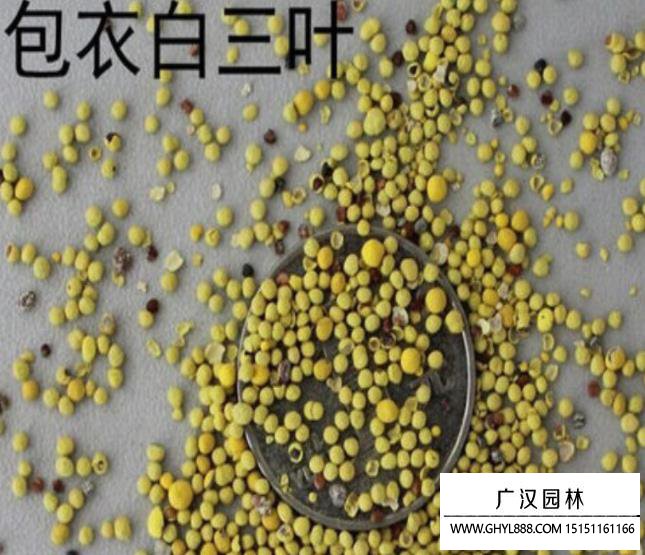 包衣白三葉種子